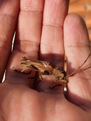 Rhaphiptera nodifera