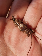 Rhaphiptera nodifera