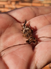 Rhaphiptera nodifera