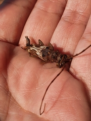 Rhaphiptera nodifera