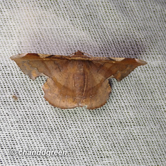 Fascellina chromataria