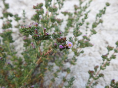 Frankenia boissieri