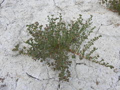 Frankenia boissieri