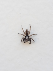 Menemerus bivittatus