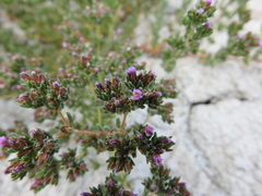 Frankenia boissieri