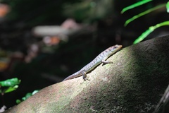 Emoia samoensis