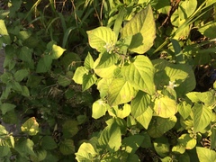 Solanum nigrum