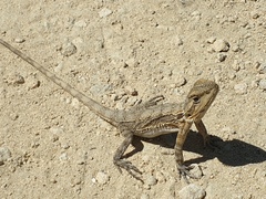 Pogona minor