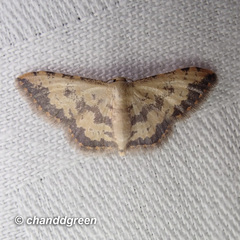 Idaea phaeocrossa