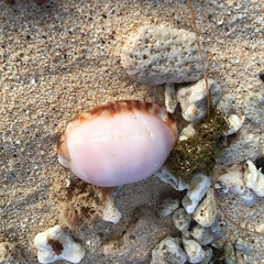 Mauritia arabica asiatica