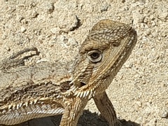Pogona minor