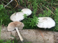 Volvopluteus gloiocephalus