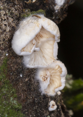 Crepidotus cesatii