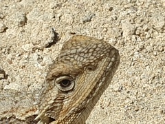 Pogona minor
