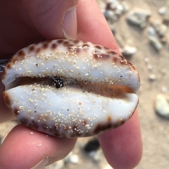 Mauritia arabica asiatica