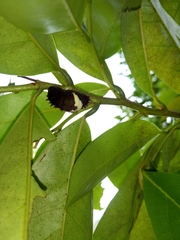 Mimoides ilus branchus