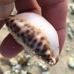 Mauritia arabica asiatica