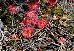 Drosera acaulis