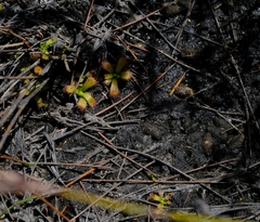 Drosera acaulis