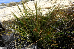 Pentameris rigidissima