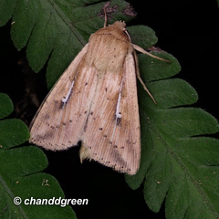 Mythimna decisissima