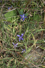 Delphinium consolida
