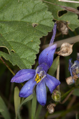 Delphinium consolida