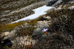Romulea atrandra esterhuyseniae