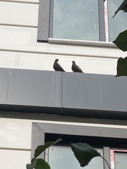 Columba livia domestica