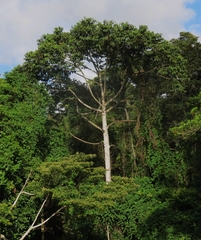 Trichospermum pleiostigma