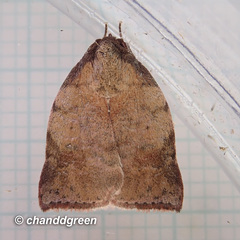 Beara tortriciformis