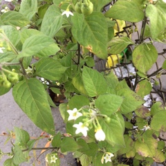 Solanum nigrum