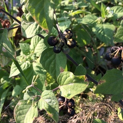 Solanum nigrum