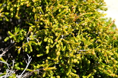 Passerina nivicola