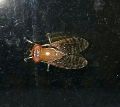 Scholastinae
