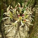 Pelargonium heterophyllum - Photo (c) sybilmajo,  זכויות יוצרים חלקיות (CC BY-NC), uploaded by sybilmajo