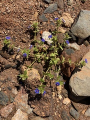 Lysimachia arvensis caerulea