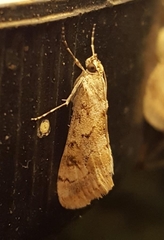 Cornifrons ulceratalis