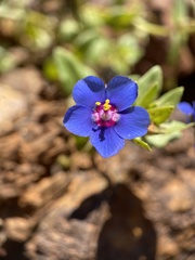 Lysimachia arvensis caerulea