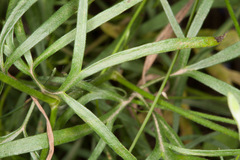 Delphinium consolida