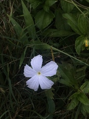 Ruellia metziae