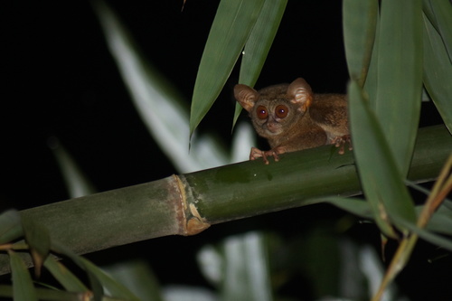 Niemitz's Tarsier (Tarsius niemitzi) — Endangered Mammalia