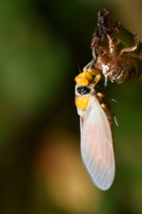 Huechys fusca