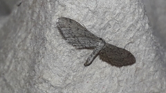 Idaea longaria