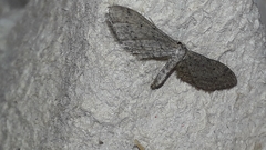 Idaea longaria