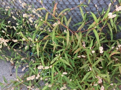 Persicaria