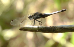 Orthetrum triangulare