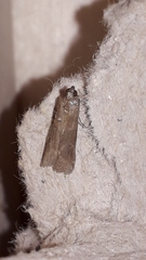 Bradyrrhoa cantenerella