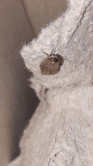 Bradyrrhoa cantenerella