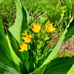 Hypoxis colchicifolia